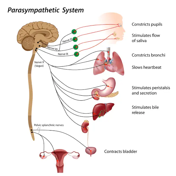 Understanding Anxiety from the Inside Out Calming the Nervous System for Greater Resilience - The Vegas Nerve